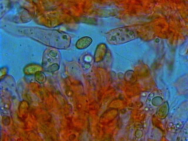 Gaspy � tornato e subito un Cortinarius